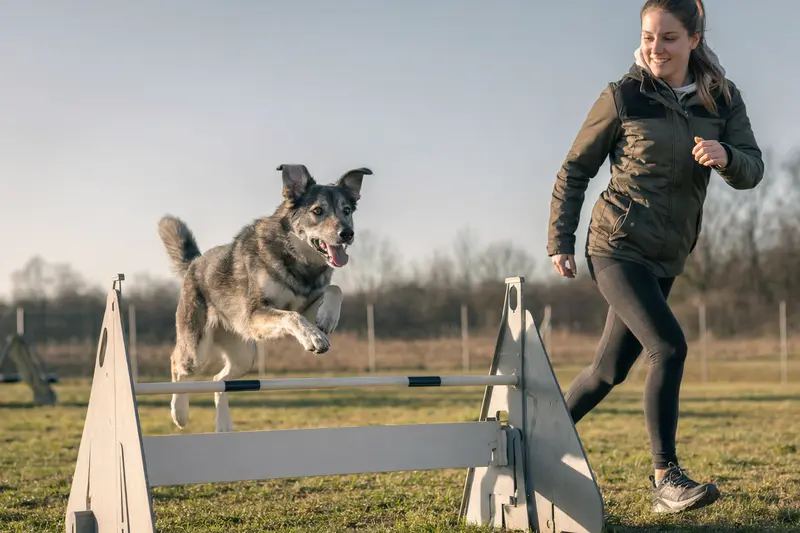 Ein Europäischer Schlittenhund trainiert mit seinem Besitzer auf einem Hundeplatz über eine kleine Hürde.