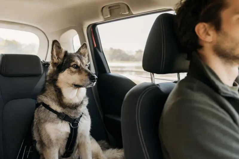Ein europäischer Schlittenhund sitzt sicher angeschnallt auf der Rückbank eines Autos, während die Sonne durch das Fenster scheint.