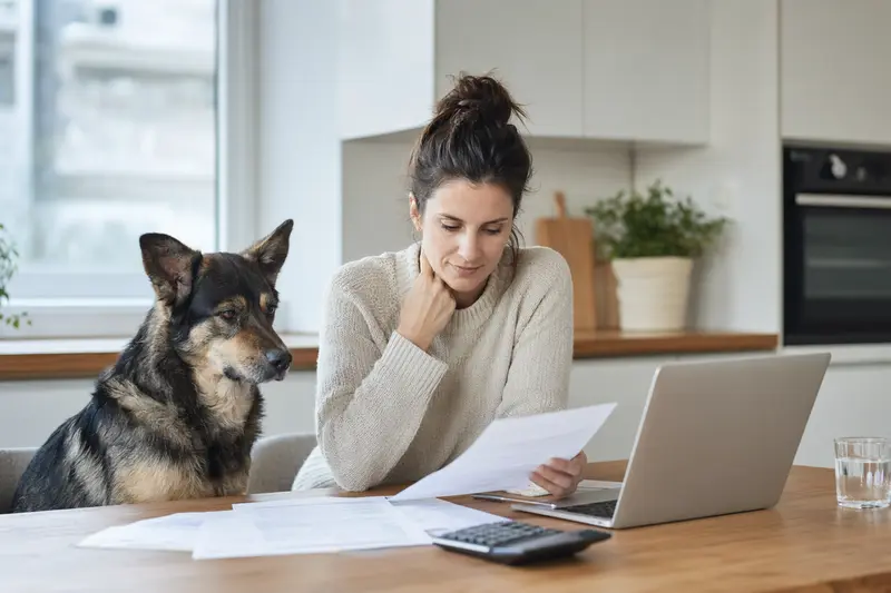 Ein Euskal Artzain Txakurra Hund sitzt ruhig neben seinem Besitzer am Küchentisch, auf dem Versicherungsunterlagen und ein Laptop liegen.
