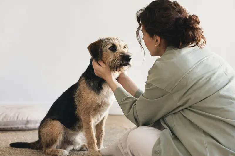 Ein aufmerksamer Fell Terrier steht in natürlicher Haltung vor hellem neutralem Hintergrund.