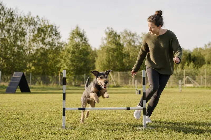Ein aktiver Terrier springt beim Hundetraining mit seinem Besitzer über eine kleine Hürde auf dem Hundeplatz.