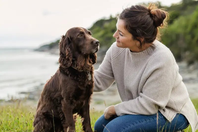 Aufmerksamer Field Spaniel vor hellem Hintergrund als hochwertiges Porträt für einen Ratgeber zur Hundegesundheit.
