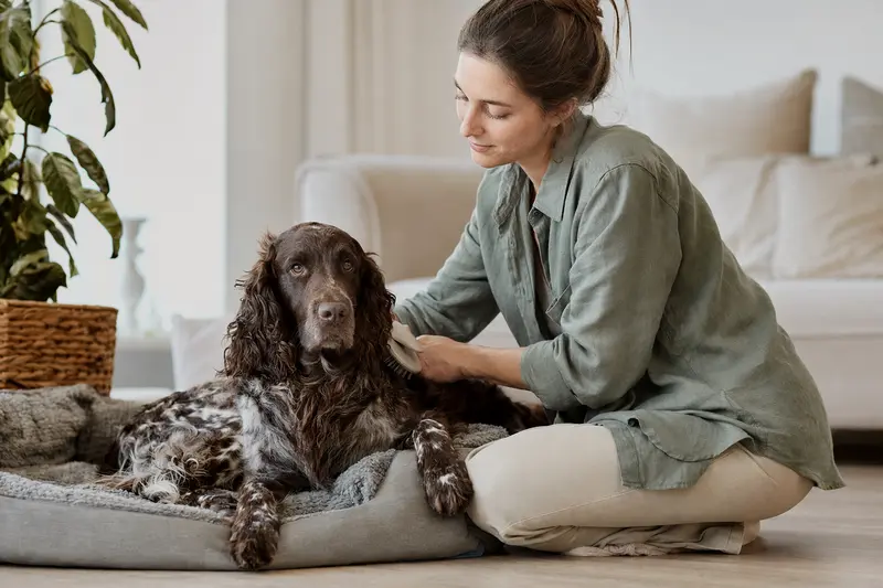 Ein Field Spaniel wird in einer hellen Wohnung sanft gebürstet, während sein Besitzer liebevoll die Fellpflege übernimmt.
