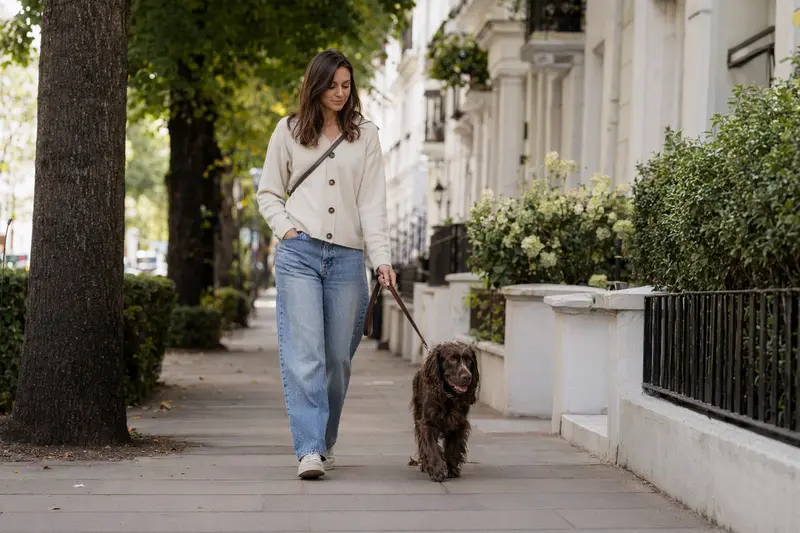 Ein Field Spaniel läuft entspannt an der Leine mit seinem Besitzer durch eine moderne Stadtstraße.