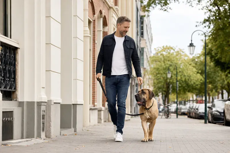 Ein Fila Brasileiro läuft an der Leine mit seinem Besitzer durch eine freundliche moderne Stadtstraße.