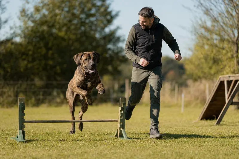 Ein aktiver Fila Brasileiro trainiert mit seinem Besitzer auf einem Hundeplatz über eine kleine Hürde.