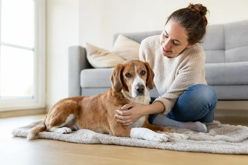 Ein ruhiger Finnenbracke Hund mit leichtem Verband an der Pfote liegt auf einer Decke, während sein Besitzer neben ihm sitzt und erleichtert wirkt.