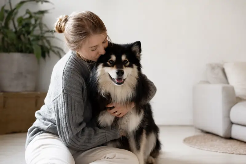 Finnischer Lapphund im professionellen Porträt vor hellem Hintergrund mit aufmerksamem Blick und typischer Fellstruktur.