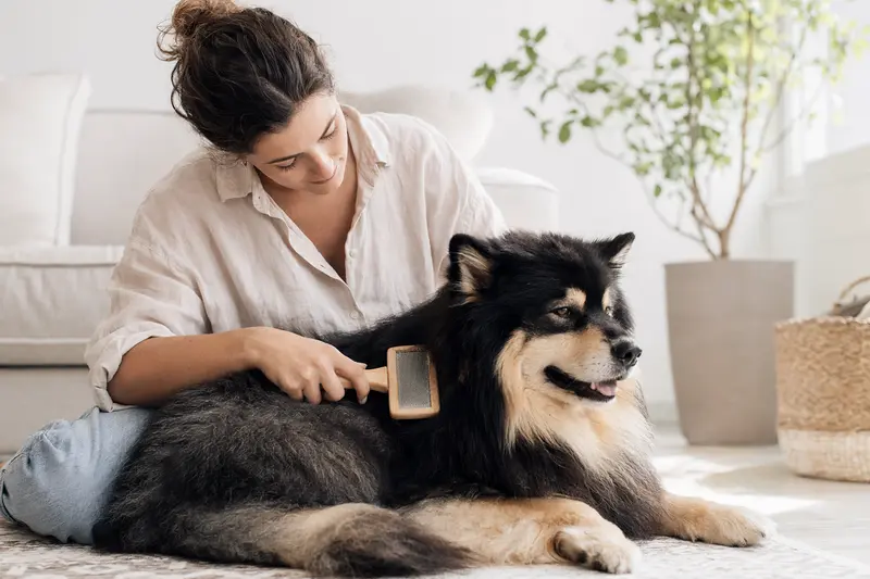 Ein Finnischer Lapphund wird in einer hellen Wohnung sanft gebürstet und gepflegt.