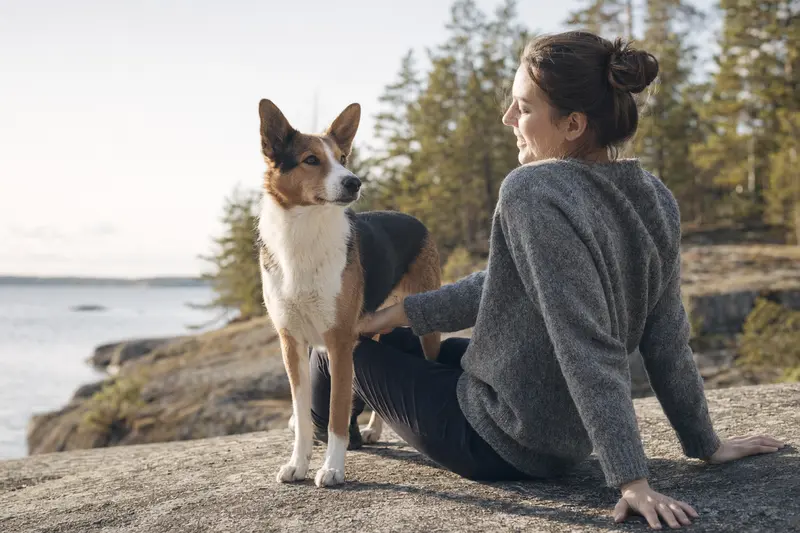 Finnischer Laufhund steht aufmerksam in natürlicher Haltung vor hellem Hintergrund.