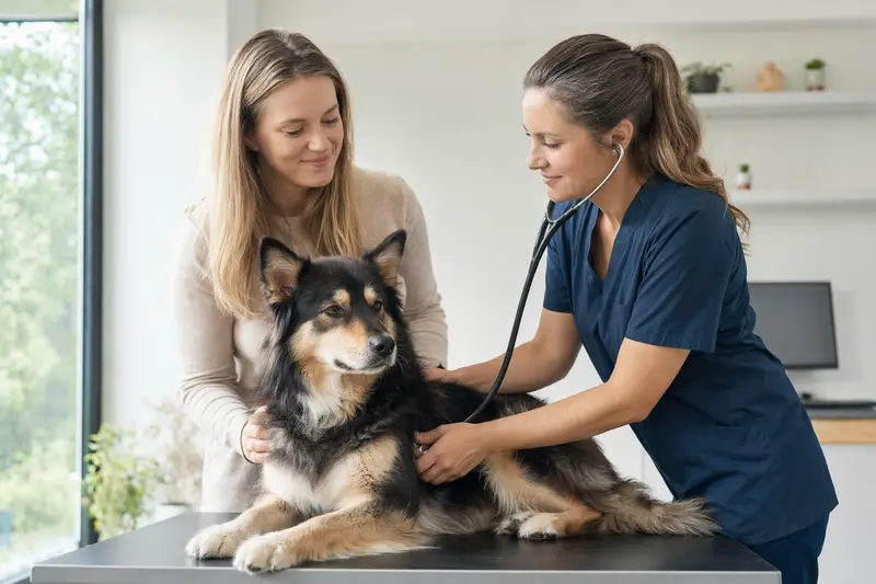 Ein ruhiger Finnischer Rentierhütehund auf einem Untersuchungstisch, während eine freundliche Tierärztin ihn mit einem Stethoskop untersucht.
