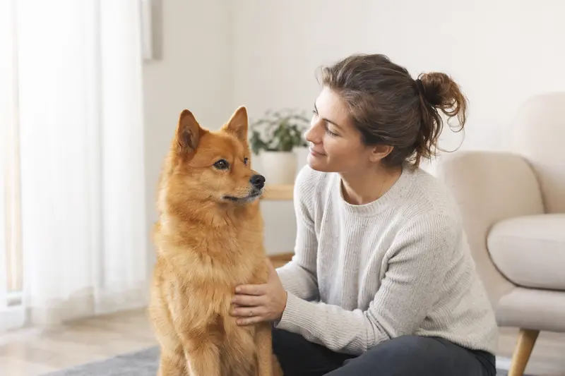 Finnischer Spitz Hund in aufmerksamer Haltung vor hellem Hintergrund als professionelles Hundeporträt.