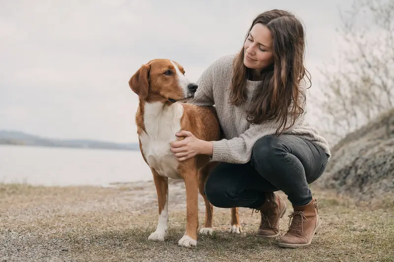 Finsk Stövare Hund in aufmerksamer Haltung vor hellem Hintergrund als realistisches Hundeportrait.