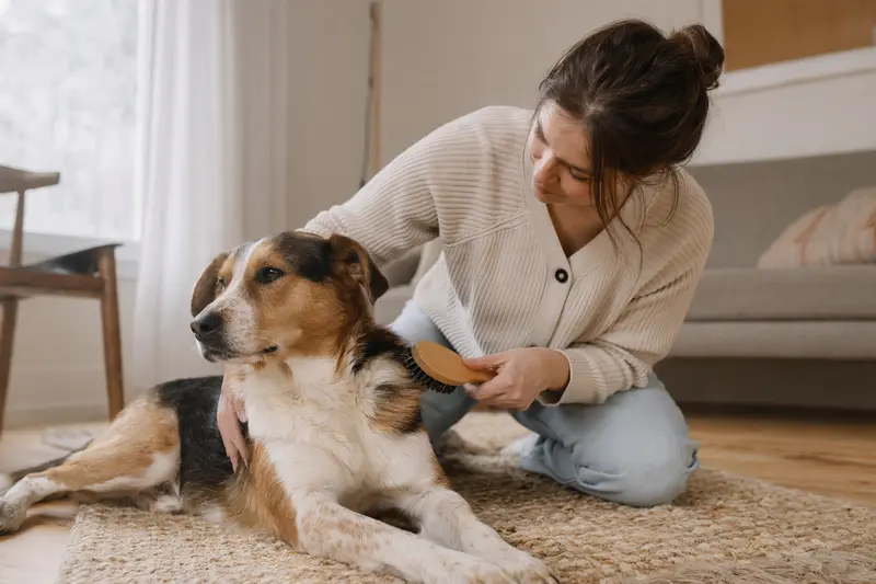 Ein Finsk Stövare Hund wird in einer hellen Wohnung sanft gebürstet, während sein Besitzer liebevoll die Fellpflege übernimmt.