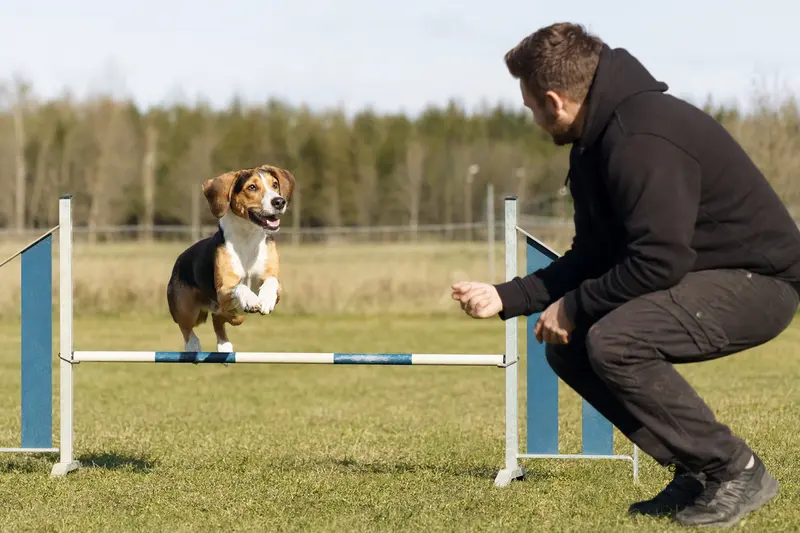Ein Finsk Stövare springt mit seinem Besitzer über eine kleine Trainingshürde auf dem Hundeplatz.