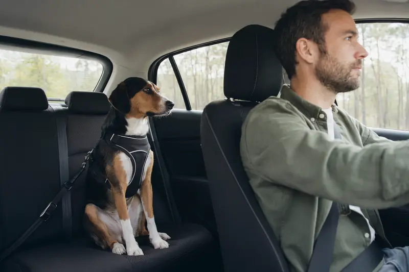 Ein Finsk Stövare Hund sitzt sicher angeleint auf der Rückbank eines Autos, während der Besitzer ruhig fährt.