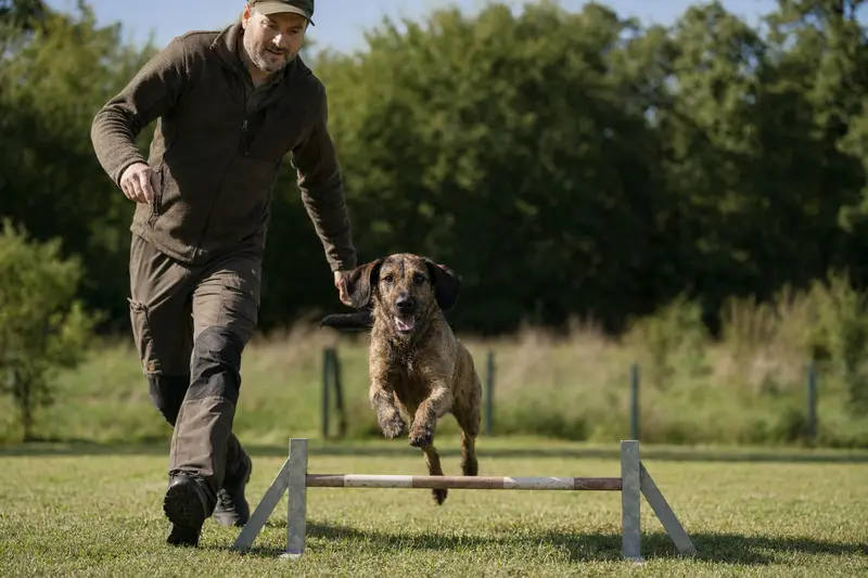 Ein Flämischer Treibhund springt bei Sonnenschein mit seinem Besitzer über eine kleine Trainingshürde auf dem Hundeplatz.