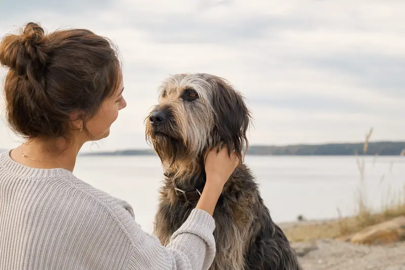 Ein Flandrischer Treibhund steht aufmerksam vor hellem Hintergrund, als hochwertiges Tierportrait für einen Ratgeber zu Hundegesundheit und Hunderversicherung.