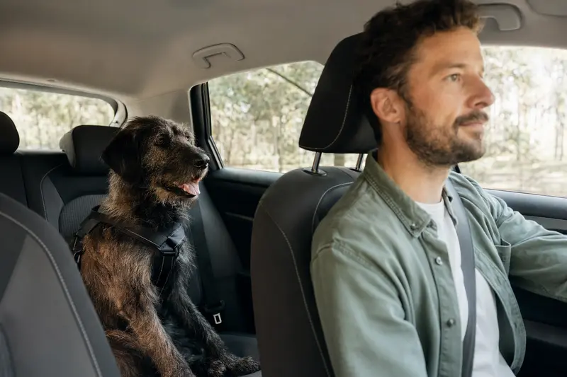 Ein Flandrischer Treibhund sitzt sicher angeschnallt auf der Rückbank eines Autos und genießt die Fahrt in der Sonne.