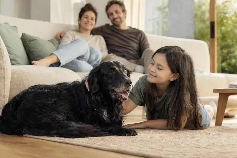 Ein entspannter Flat Coated Retriever Hund liegt neben einem Kind in einem hellen Wohnzimmer, während die Eltern im Hintergrund eine freundliche Atmosphäre genießen.