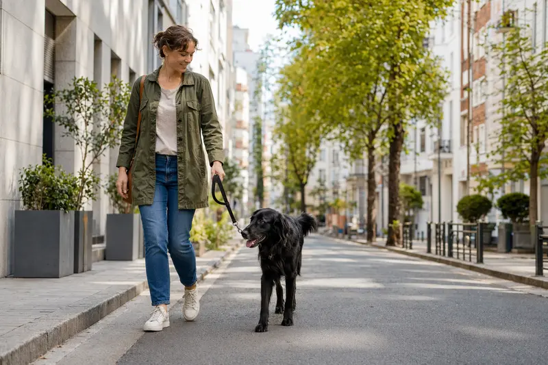 Ein Flat Coated Retriever läuft an der Leine mit seinem Besitzer durch eine moderne Stadtstraße.