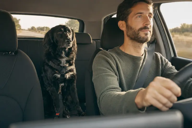 Ein sicher angeschnallter Flat Coated Retriever auf der Rückbank eines Autos, während sein Besitzer fährt.