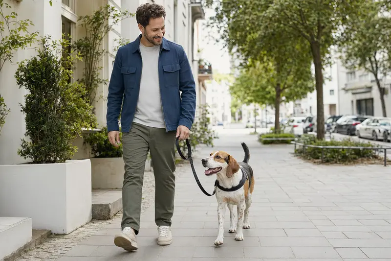 Ein Foxhound läuft an der Leine mit seinem Besitzer durch eine moderne Stadtstraße.