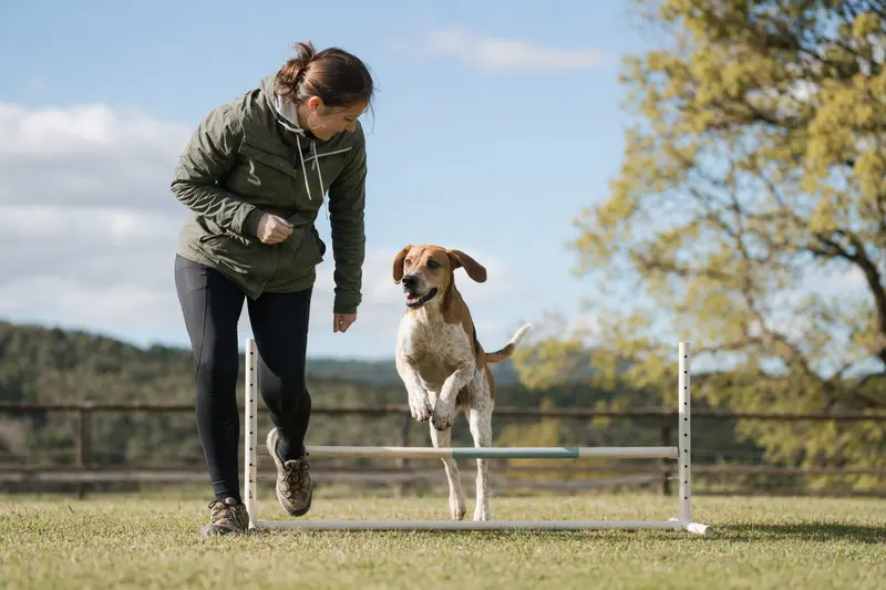 Ein aktiver Foxhound trainiert mit seinem Besitzer auf einem Hundeplatz über eine kleine Hürde, während er sich sicher und freudig bewegt.