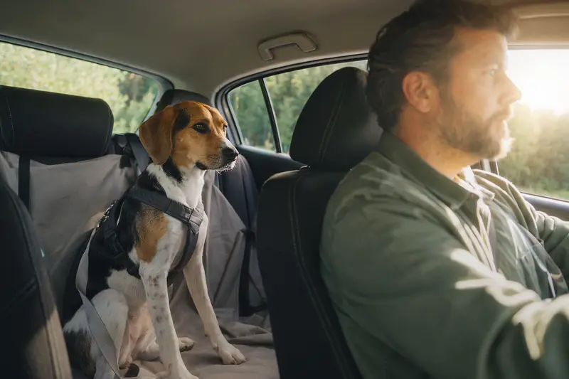 Ein Foxhound Hund sitzt sicher angeschnallt auf der Rückbank eines Autos, während das Sonnenlicht durch das Fenster strahlt.