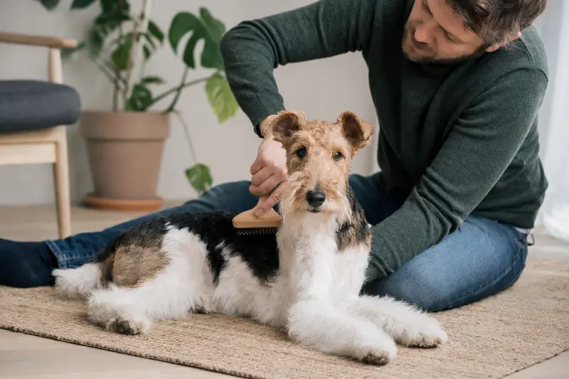 Ein Foxterrier wird in einer hellen Wohnung sanft gebürstet, während sein Besitzer die Fellpflege liebevoll übernimmt.