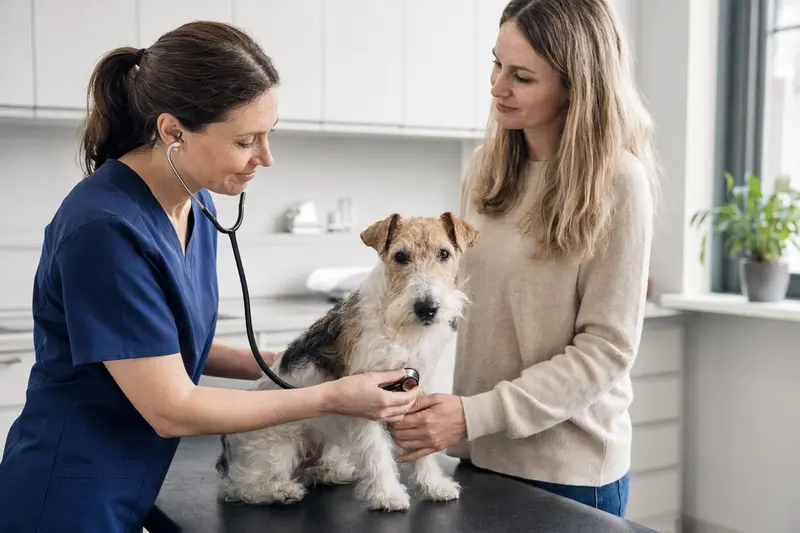 Ein ruhiger Foxterrier auf dem Untersuchungstisch in einer modernen Tierarztpraxis während einer freundlichen Untersuchung durch die Tierärztin.