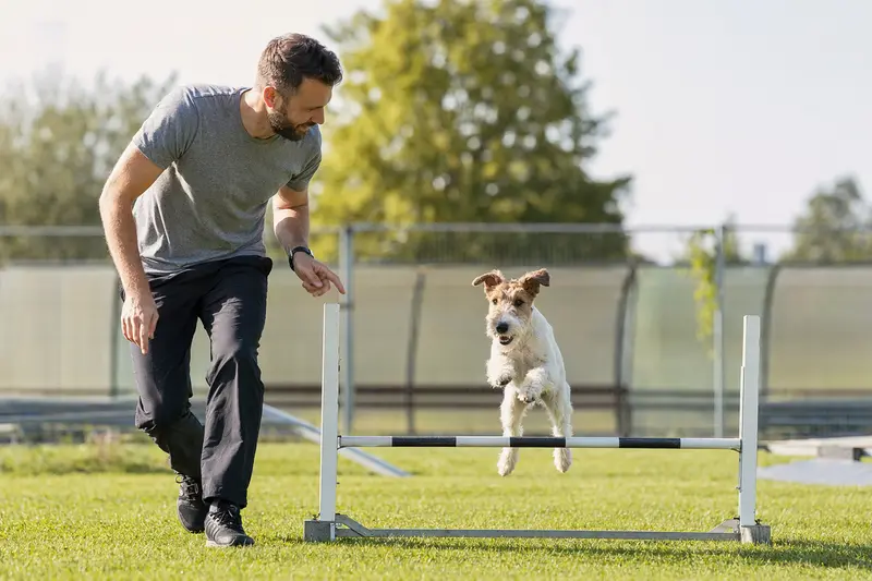 Ein aktiver Foxterrier springt mit seinem Besitzer über eine kleine Trainingshürde auf dem Hundeplatz.