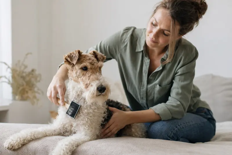 Ein Foxterrier (Drahthaar) wird in einer hellen Wohnung liebevoll gebürstet, während sein Besitzer die Fellpflege ruhig und aufmerksam übernimmt.