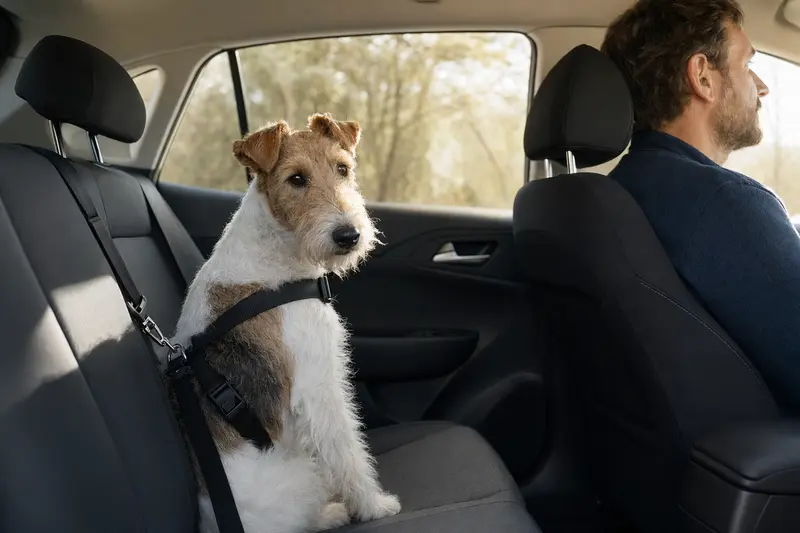 Ein Foxterrier sitzt sicher angeschnallt auf der Rückbank eines Autos und genießt das Sonnenlicht.
