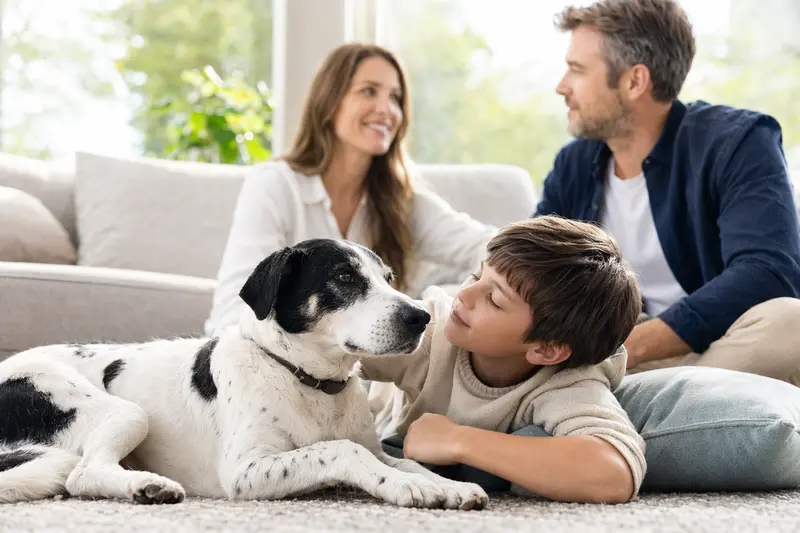 Ein freundlicher Francais blanc et noir Hund entspannt sich neben einem Kind in einem sonnendurchfluteten Wohnzimmer.