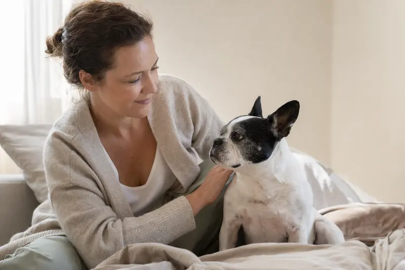 Ein Francais blanc et noir Hund steht aufmerksam vor hellem Hintergrund und zeigt die typische Körperform sowie Fellstruktur der Rasse.