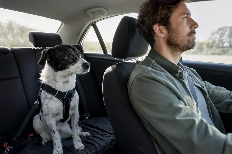 Ein Francais blanc et noir Hund sitzt sicher angeschnallt auf der Rückbank eines Autos, während das Sonnenlicht durch das Fenster strahlt.