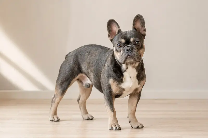 Französische Bulldogge im professionellen Tierportrait vor hellem Hintergrund, aufmerksam in natürlicher Haltung dargestellt.