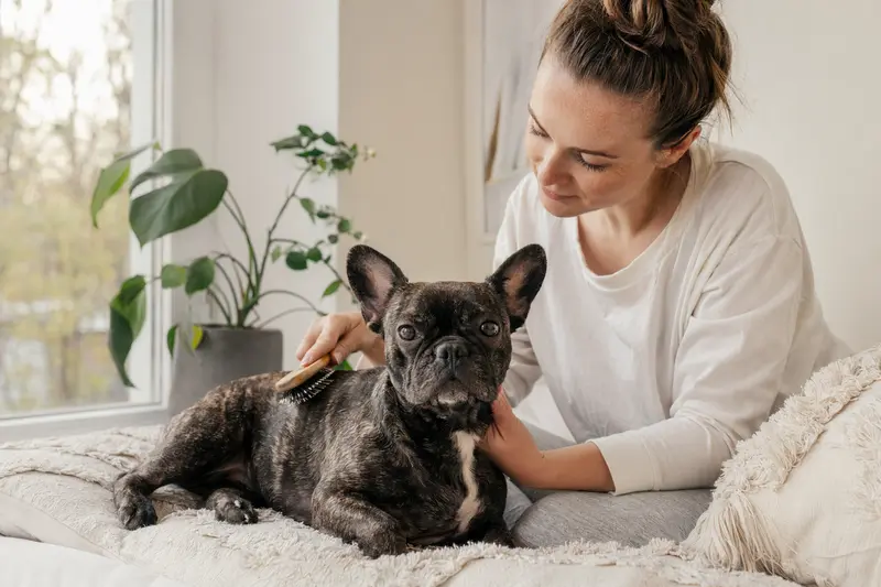 Eine Französische Bulldogge wird zuhause von ihrem Besitzer sanft gebürstet, was die liebevolle Fellpflege und verantwortungsvolle Gesundheitsvorsorge zeigt.