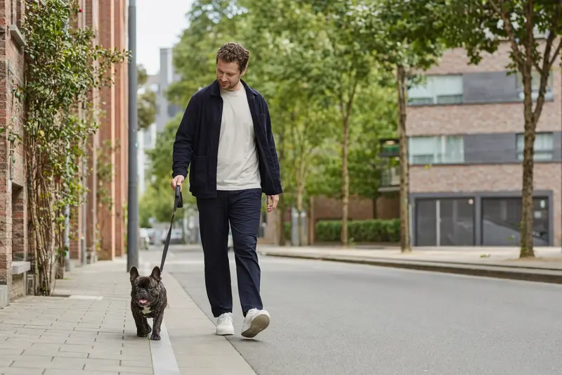 Eine Französische Bulldogge läuft an der Leine mit ihrem Besitzer durch eine freundliche moderne Stadtstraße.
