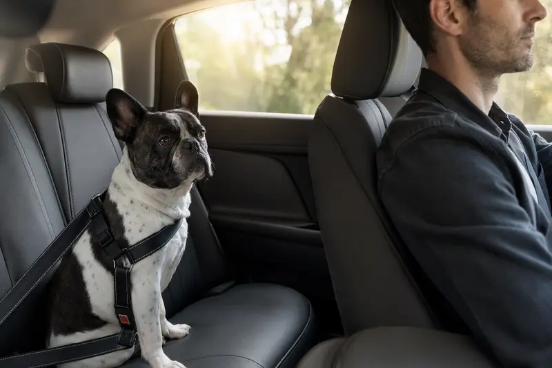 Eine Französische Bulldogge, sicher angeschnallt auf der Rückbank eines Autos, während der Besitzer fährt.