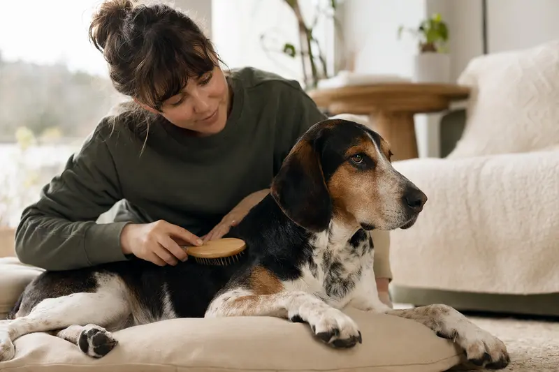 Ein Französischer Dreifarbiger Laufhund wird in einer hellen Wohnung sanft gebürstet und gepflegt.