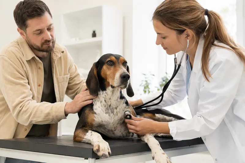 Ein freundlicher dreifarbiger Französischer Laufhund wird von einer Tierärztin auf einem Untersuchungstisch in einer modern eingerichteten Tierarztpraxis untersucht.