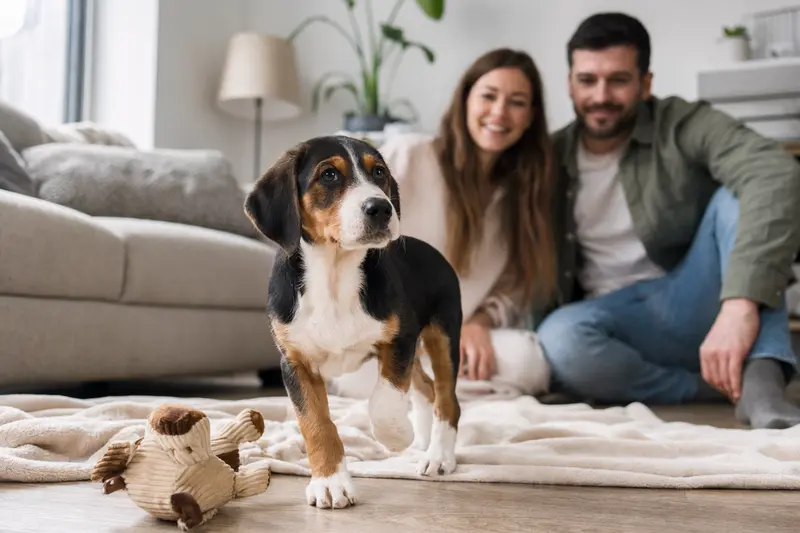 Ein neugieriger junger Französischer Dreifarbiger Laufhund Welpe erkundet sein neues Zuhause mit liebevoller Familie im Hintergrund.