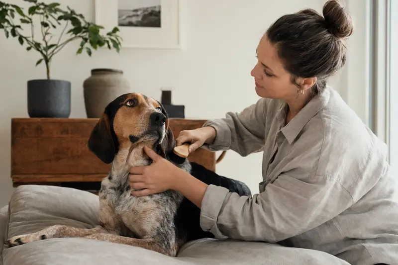 Ein Französischer Laufhund wird in einer hellen Wohnung sanft gebürstet, während sich der Besitzer liebevoll um die Fellpflege kümmert.