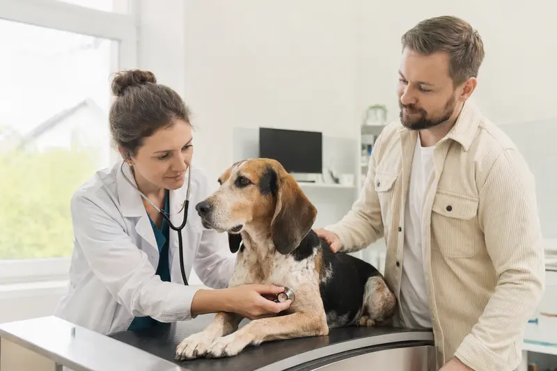 Ein ruhiger Französischer Laufhund wird von einer Tierärztin in einer modernen Praxis mit einem Stethoskop untersucht, während der Besitzer beruhigend daneben steht.
