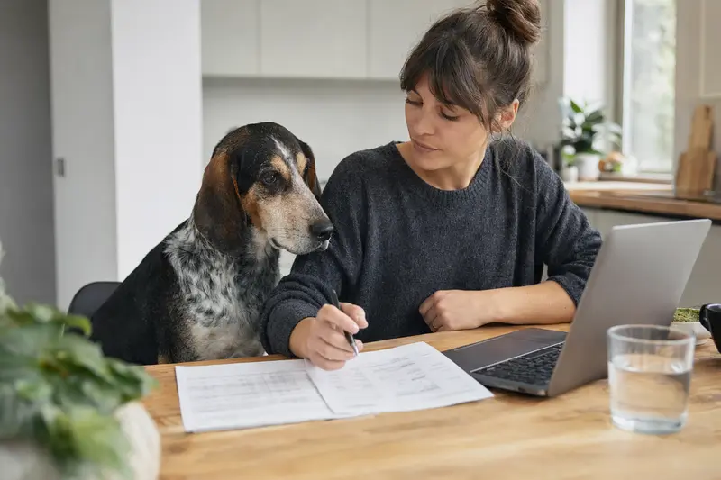 Ein Französischer Laufhund sitzt ruhig neben seinem Besitzer am Küchentisch, auf dem Versicherungsunterlagen und ein Laptop liegen.