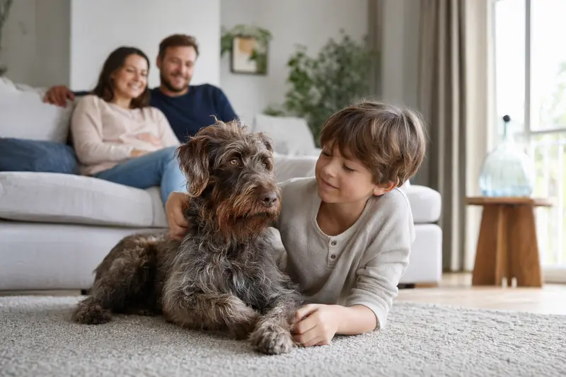 Ein freundlicher Französischer Rauhaariger Vorstehhund liegt entspannt neben einem Kind im Wohnzimmer.