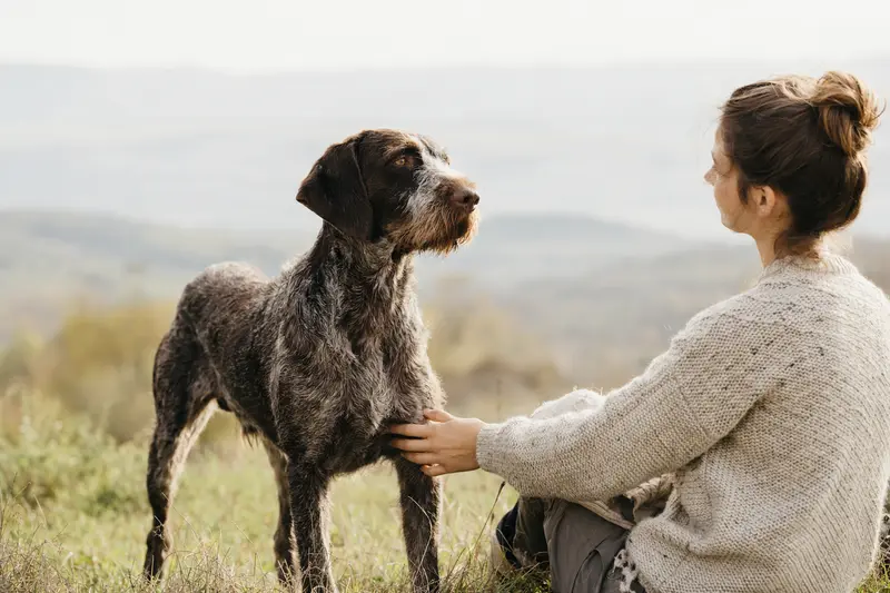 Französischer Rauhaariger Vorstehhund steht aufmerksam in natürlicher Haltung vor hellem Hintergrund.