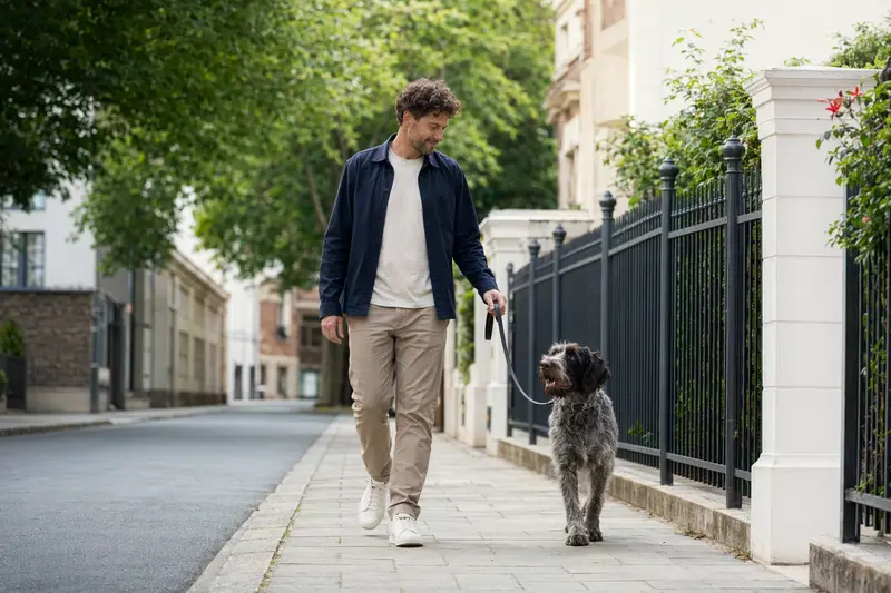 Ein Französischer Rauhaariger Vorstehhund läuft an der Leine mit seinem Besitzer durch eine moderne Stadtstraße.